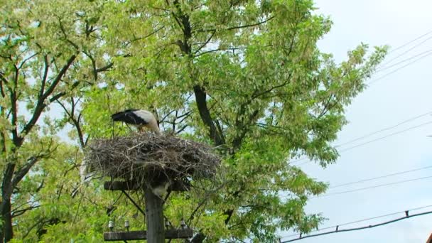 Ooievaars nest op een elektrische paal — Stockvideo