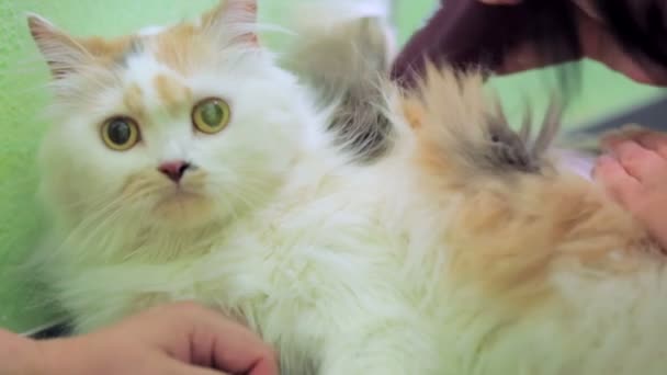 En fluffig katt rakas med en elektrisk rakkniv — Stockvideo