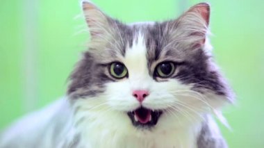 Kedi dili dışarıdayken zor nefes alır. Sahibi onu okşuyor..