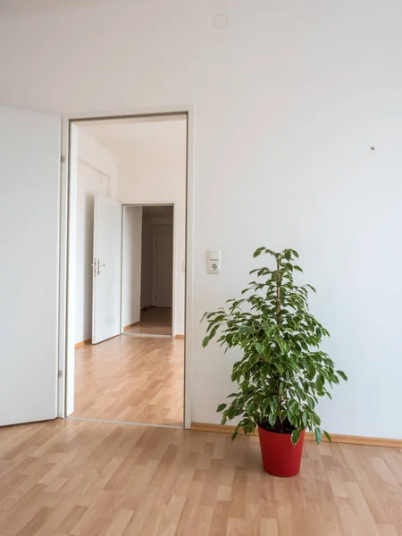Empty apartment with flowers stock — Stock Photo, Image
