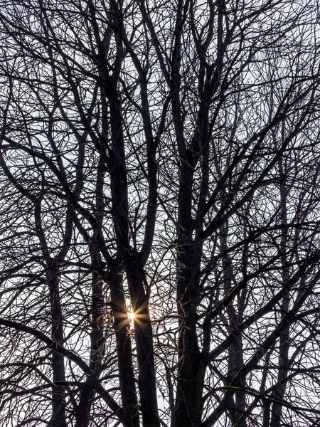 Ramos verzwigte de uma árvore no inverno — Fotografia de Stock