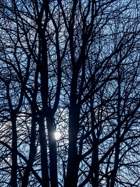Verzwigte gałęzie drzewa w zimie — Zdjęcie stockowe