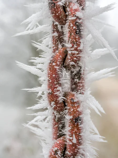 Hoarfrost no inverno — Fotografia de Stock