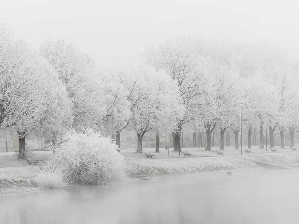 Landscape with trees and rime in cold weather in winter — Stock Photo, Image