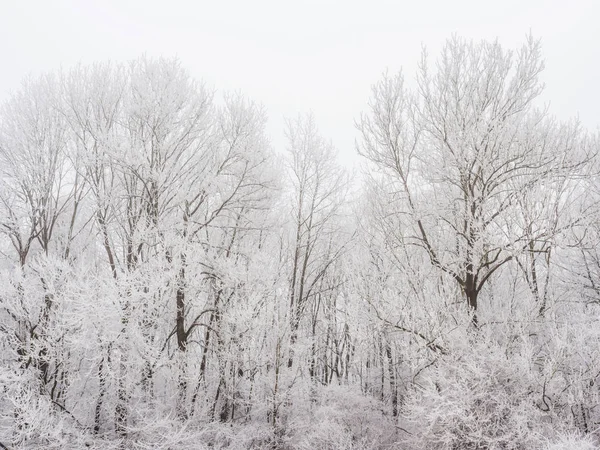 Paisaje con árboles y rimas en clima frío en invierno — Foto de Stock