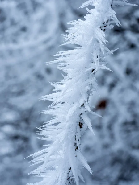 Hoarfrost in winter — Stock Photo, Image