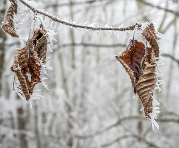 Hoarfrost no inverno — Fotografia de Stock