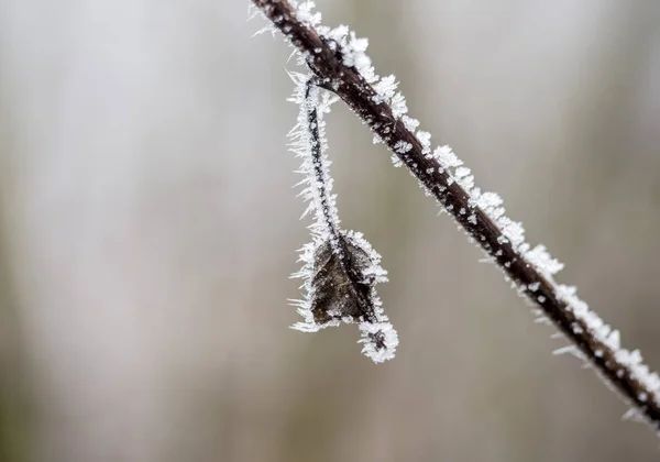 Rimfrosten på vintern — Stockfoto