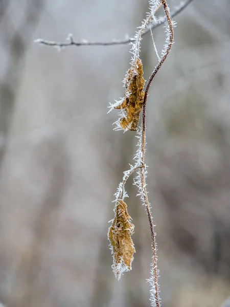 Hoarfrost in inverno — Foto Stock