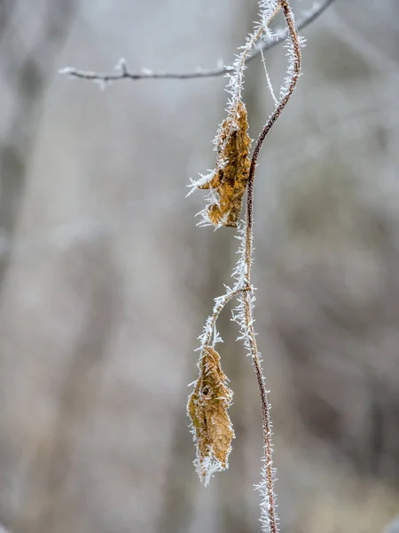 Hoarfrost in winter — Stock Photo, Image