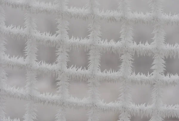 Hoarfrost no inverno — Fotografia de Stock