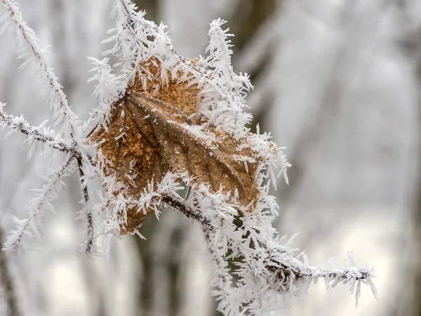 Rijm in de winter — Stockfoto