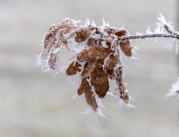 Hoarfrost no inverno — Fotografia de Stock