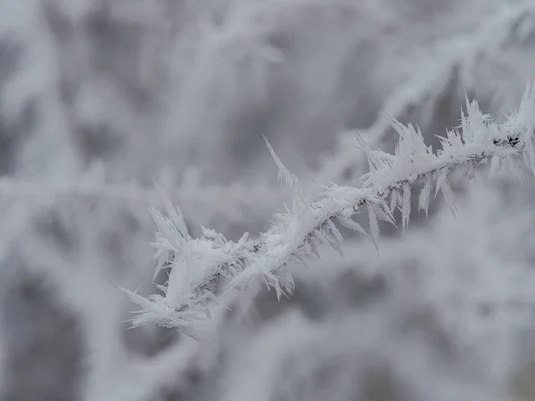 Rijm in de winter — Stockfoto