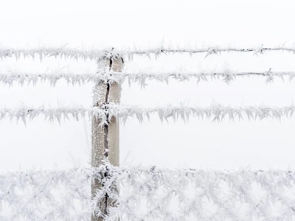 Hoarfrost ในฤดูหนาว — ภาพถ่ายสต็อก
