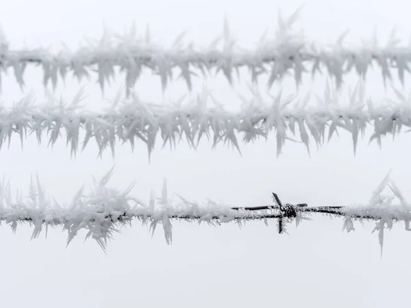 Hoarfrost no inverno — Fotografia de Stock