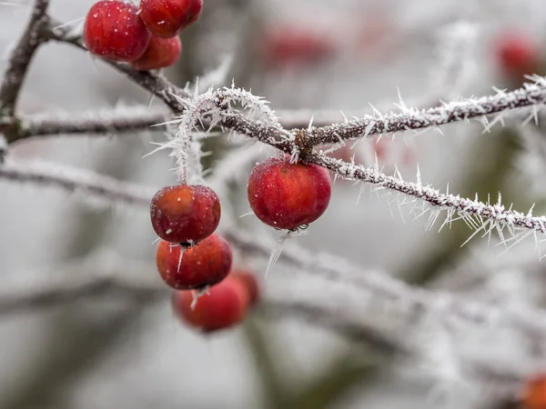 Hoarfrost no inverno — Fotografia de Stock