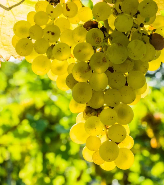 Weingarten ein winzer — Stockfoto