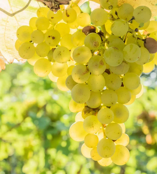 Weingarten vinaře — Stock fotografie