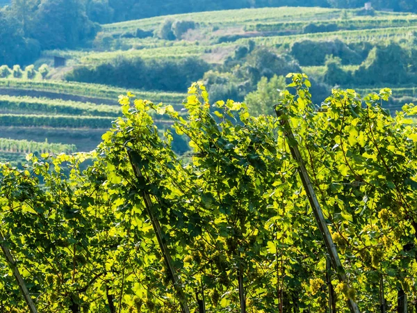 Weingarten bir winemaker — Stok fotoğraf