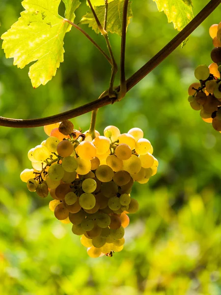 Weingarten vinaře — Stock fotografie