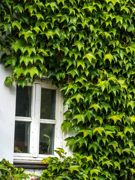 Overwoekerde huis met klimop — Stockfoto