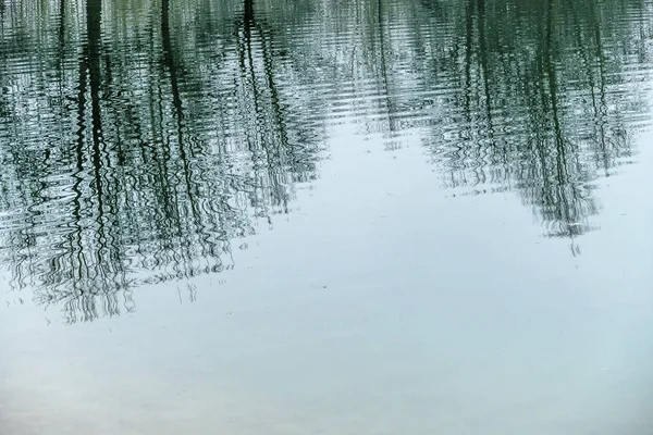 反映在水里的树 — 图库照片