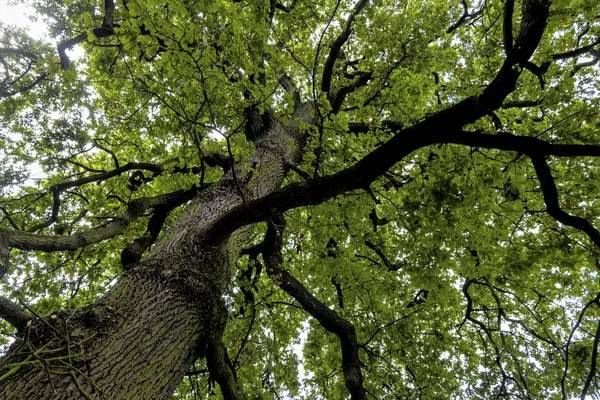 Bladverliezende en treetop — Stockfoto