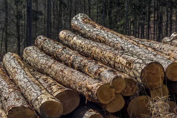 Reversed-cut tree trunks — Stock Photo, Image