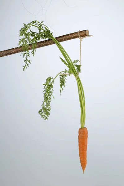 在股票上的新鲜胡萝卜 — 图库照片