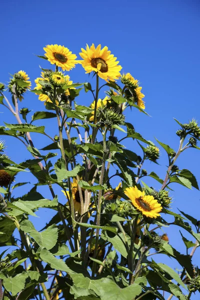 Sunflowers and blue sky — Stock Photo, Image