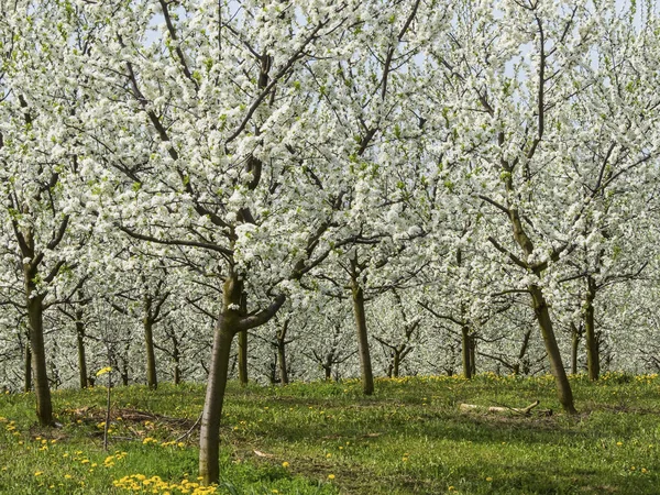 Floração de árvores de fruto na primavera — Fotografia de Stock