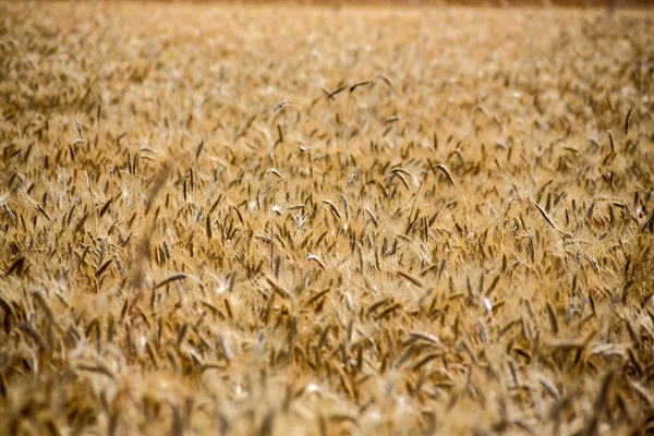 Maisfeld im Sommer — Stockfoto