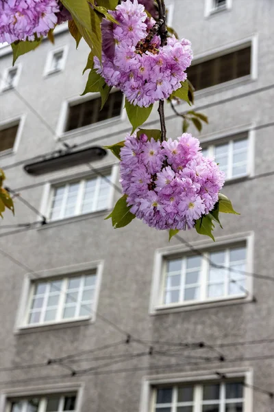 Blooming tree and tenement — Stock Photo, Image