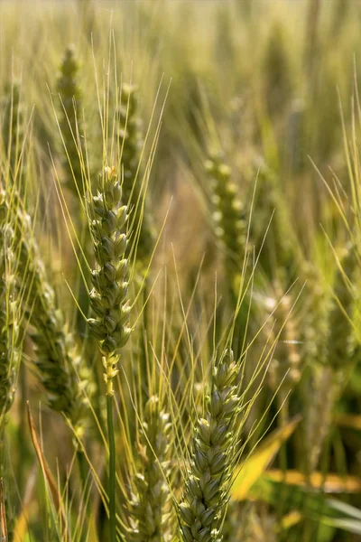 Arpa alanından önce hasat — Stok fotoğraf