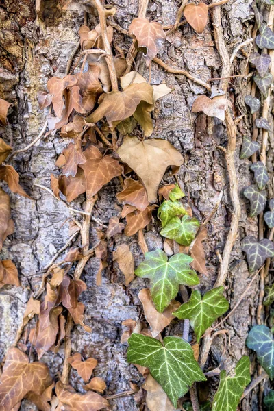 Edera marrone sul tronco d'albero — Foto Stock