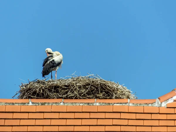 Autriche, rouille. nid de cigogne — Photo