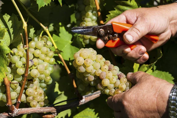 Weinlese im Weingarten — Stockfoto