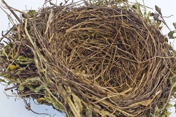 Пустые птичьи гнезда — стоковое фото
