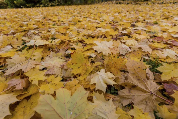 Sonbaharda sarı yapraklar — Stok fotoğraf
