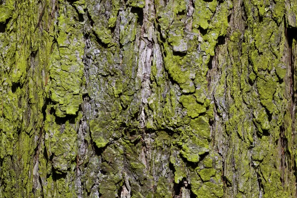 Scoarța unui copac în pădure — Fotografie, imagine de stoc