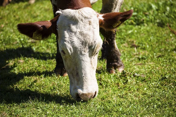 Vacas lecheras en pastos de verano — Foto de Stock