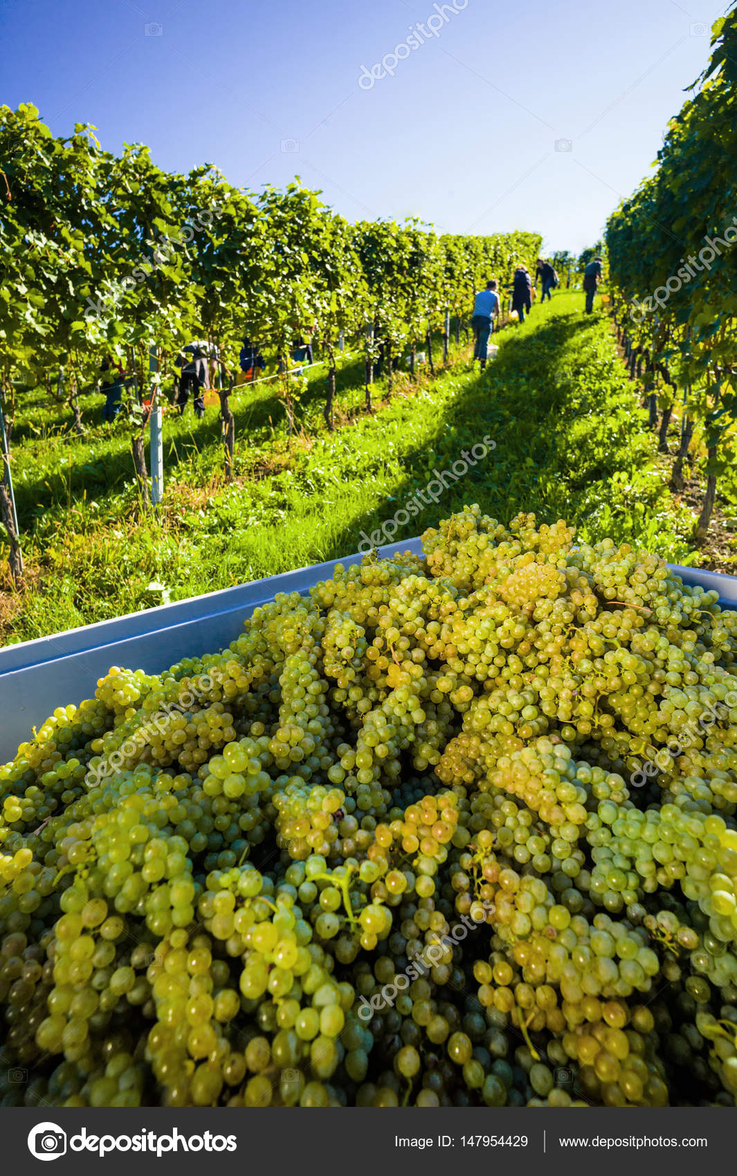Weintrtauben Sur La Vigne Dans La Vigne Image Libre De Droit Par Ginasanders C