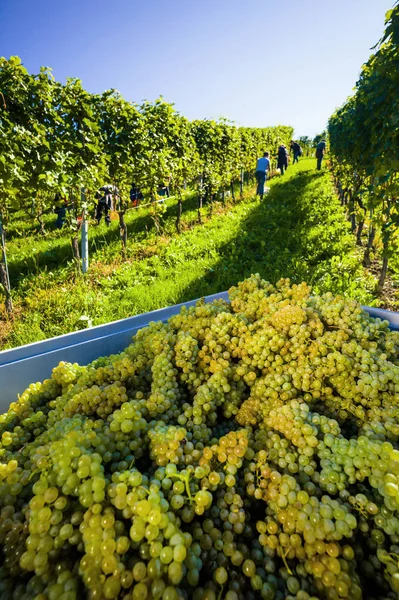 Weintrtauben en la vid en la viña —  Fotos de Stock