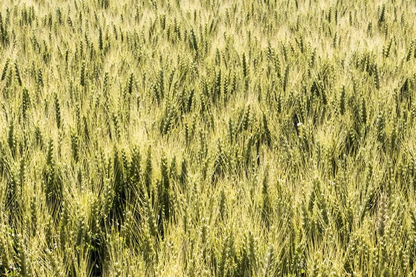 Gerstenfeld vor der Ernte — Stockfoto