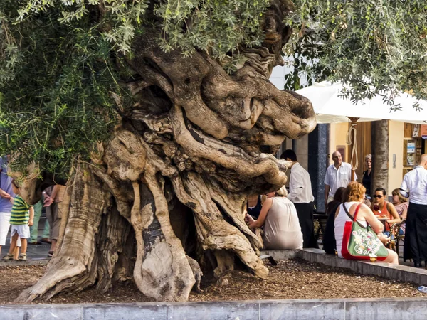 Stammen på ett gammalt olivträd — Stockfoto
