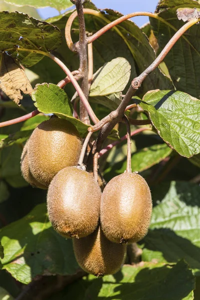 Kiwi op een kiwibaum — Stockfoto