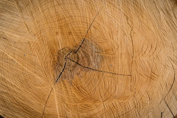 Annual rings on a tree trunk — Stock Photo, Image