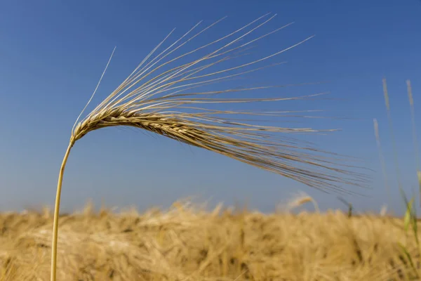 Barley field before harvest — Stock Photo, Image
