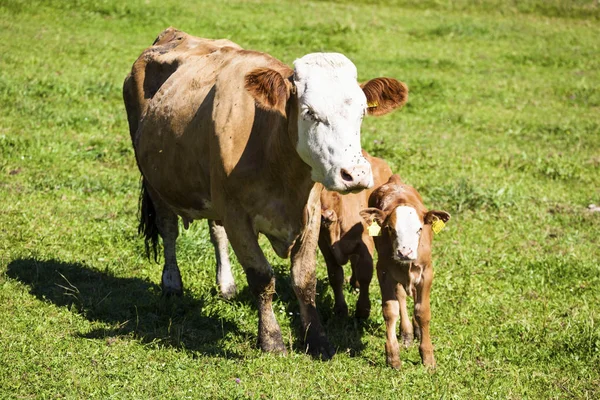 Yaz mera üzerinde ineklerin süt — Stok fotoğraf